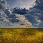 Dog’s life and the Big Bang wheat field