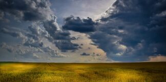 When the soul and the body reunite wheat field