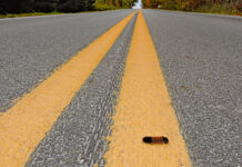Why did the woolly bear cross the road? woolly bear on the road