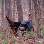 Youth hunters check 1,785 wild turkeys during special season A tom turkey displays his plumage