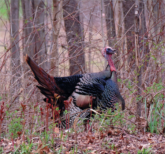 A tom turkey displays his plumage A tom turkey displays his plumage