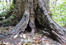 Dead trees host life after death Hole at base of dead maple housing vultures