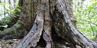Hole at base of dead maple housing vultures