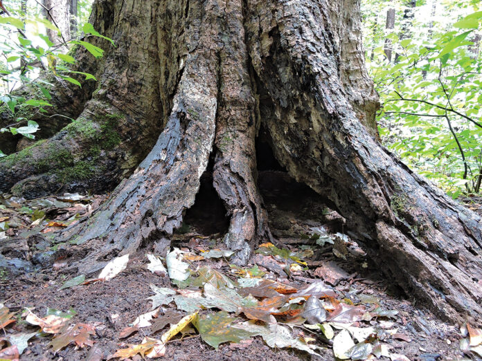 Hole at base of dead maple housing vultures Hole at base of dead maple housing vultures