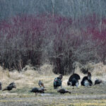 Tom turkeys put on a show