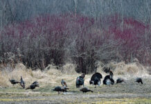 A wild turkey tale Tom turkeys put on a show