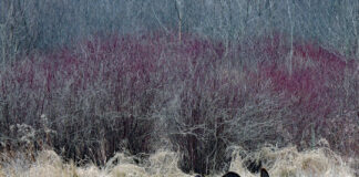 A wild turkey tale Tom turkeys put on a show