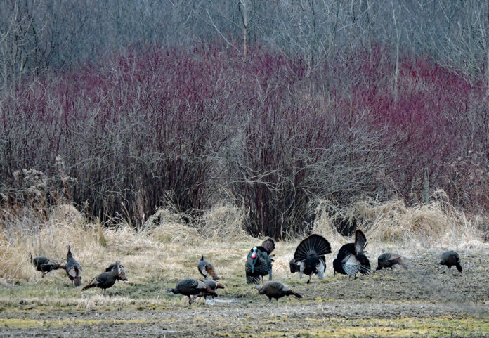 Tom turkeys put on a show