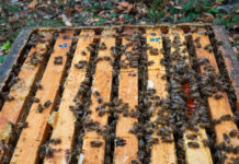 Attracting and catching bee swarms bees