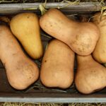 Grasshoppers and pumpkins butternut squash
