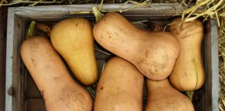 Grasshoppers and pumpkins butternut squash