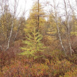 Cooperrider-Kent Bog State Nature Preserve