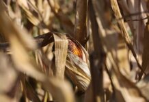 Bumper crop pushes corn prices to three-year low corn