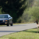 deer on the side of the road