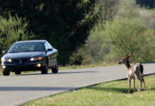 How to avoid hitting deer during rut deer on the side of the road