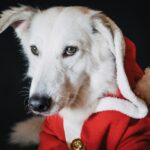 santa dog