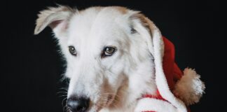 Holiday events at Stark Parks start Dec. 2 santa dog