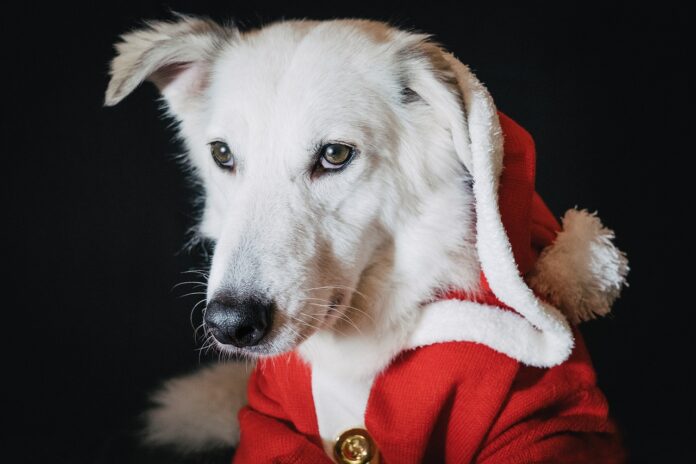 santa dog santa dog