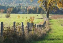 An undercover country girl returns to town fence