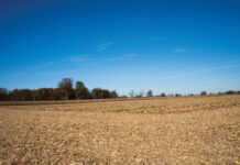 Supply and demand aren’t making sense harvested corn