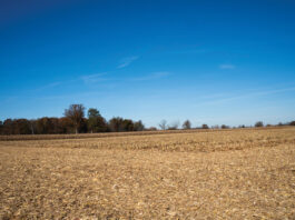 Supply and demand aren’t making sense harvested corn