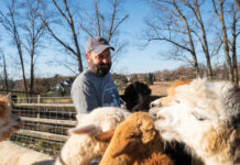 Alpaca farm hosts turkey giveaway for families in need