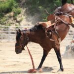 My one rodeo rodeo horse