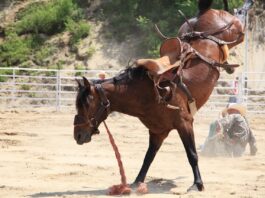 rodeo horse
