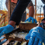 How to make sauerkraut