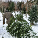 Tami Gingrich's Christmas tree