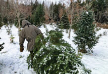 Repurposing your Christmas tree Tami Gingrich's Christmas tree