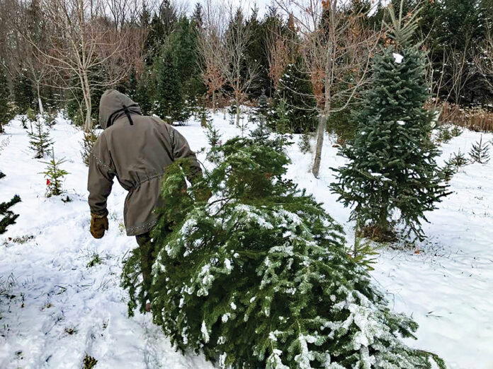 Tami Gingrich's Christmas tree