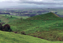 Ohio Sheep producers take on New Zealand New Zealand