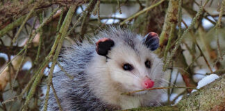 Opossum in bush