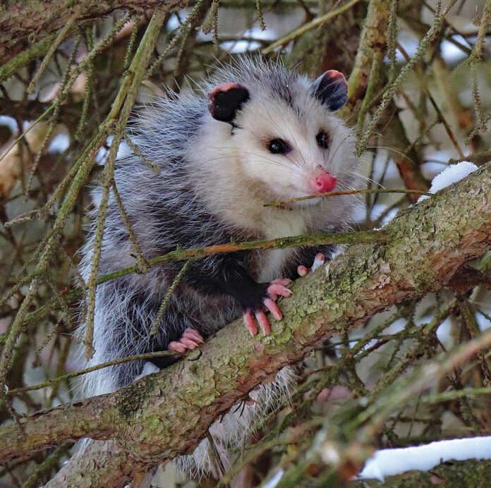 Opossum in bush Opossum in bush