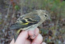 Winter Finch Forecast predicts irruptions from the north Pine Siskin