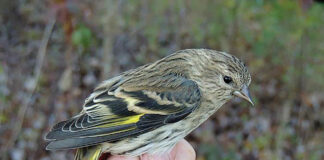 Winter Finch Forecast predicts irruptions from the north Pine Siskin