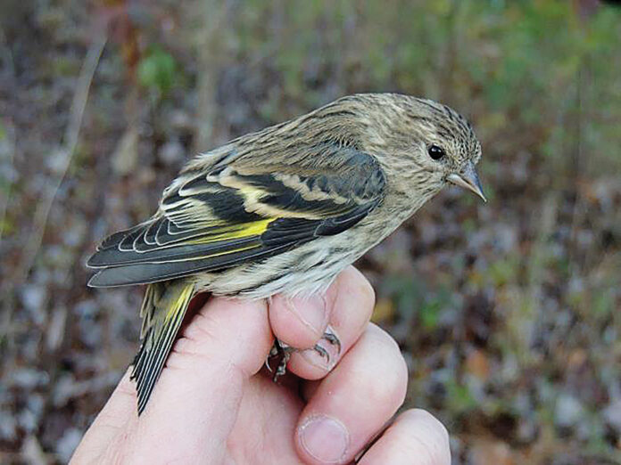 Pine Siskin Pine Siskin