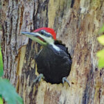 Pileated woodpecker