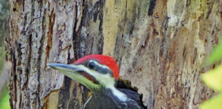 Pileated woodpecker