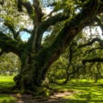 The wonderful, magical complexities of nature massive oaks