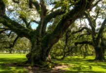The wonderful, magical complexities of nature massive oaks