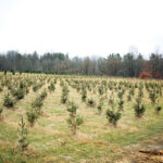 Forestry group to talk tree farms Pioneer Trails Tree Farm