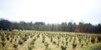 Pioneer Trails Tree Farm