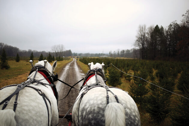 Pioneer Trails Tree Farm