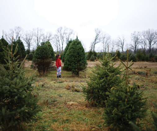 Pioneer Trails Tree Farm