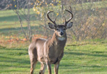 Poaching suspect indicted by Clinton County grand jury A buck in full rut with impressive antlers