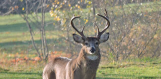 Poaching suspect indicted by Clinton County grand jury A buck in full rut with impressive antlers