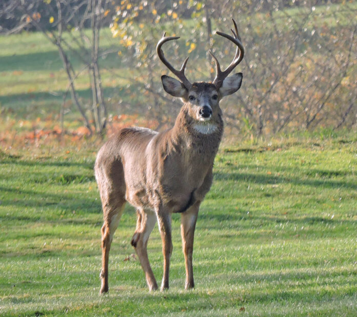 A buck in full rut with impressive antlers A buck in full rut with impressive antlers