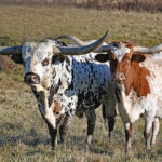 Fancy headgear: Horns v. antlers Longhorn cattle